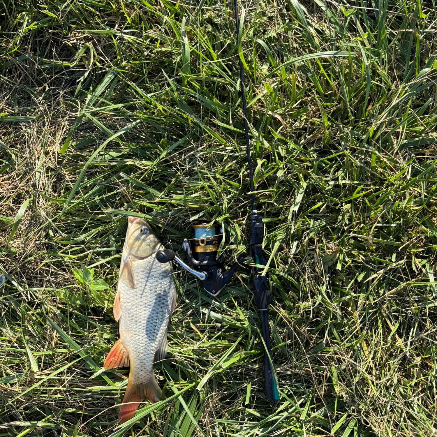 Common carp caught on Fishbrain