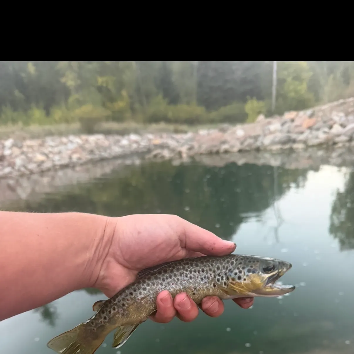 Lake trout caught on Fishbrain