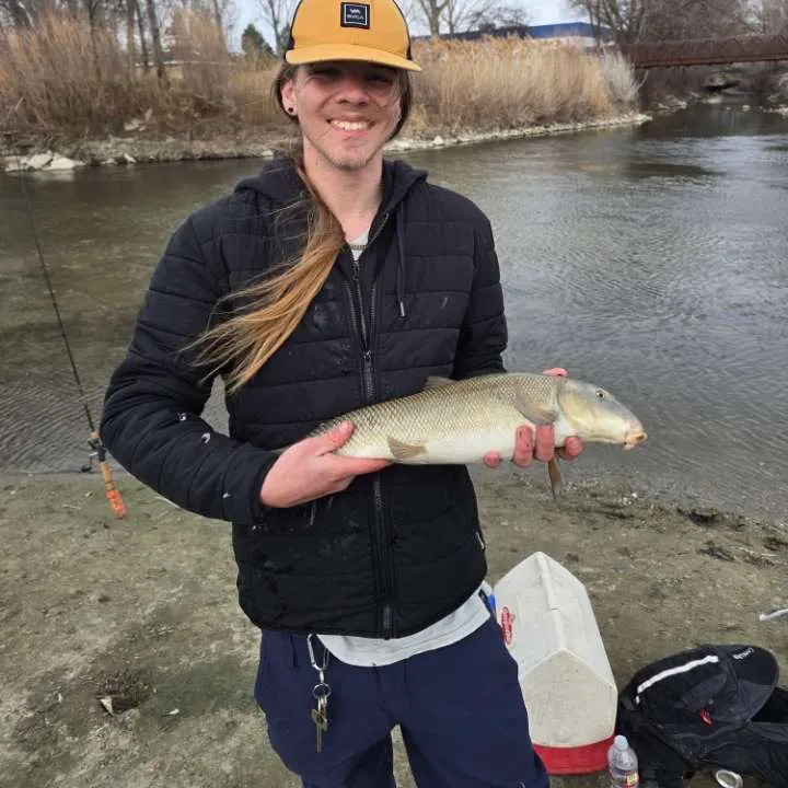 The most recent June sucker catches on Fishbrain