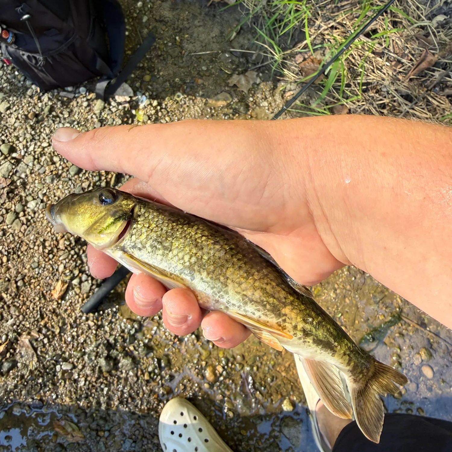 Northern hogsucker caught on Fishbrain