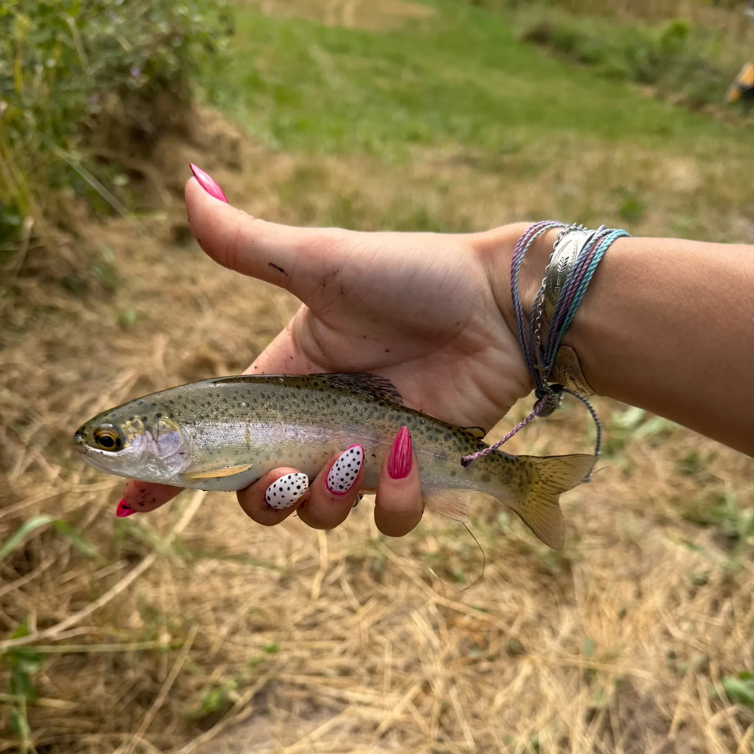 Rainbow trout caught on Fishbrain