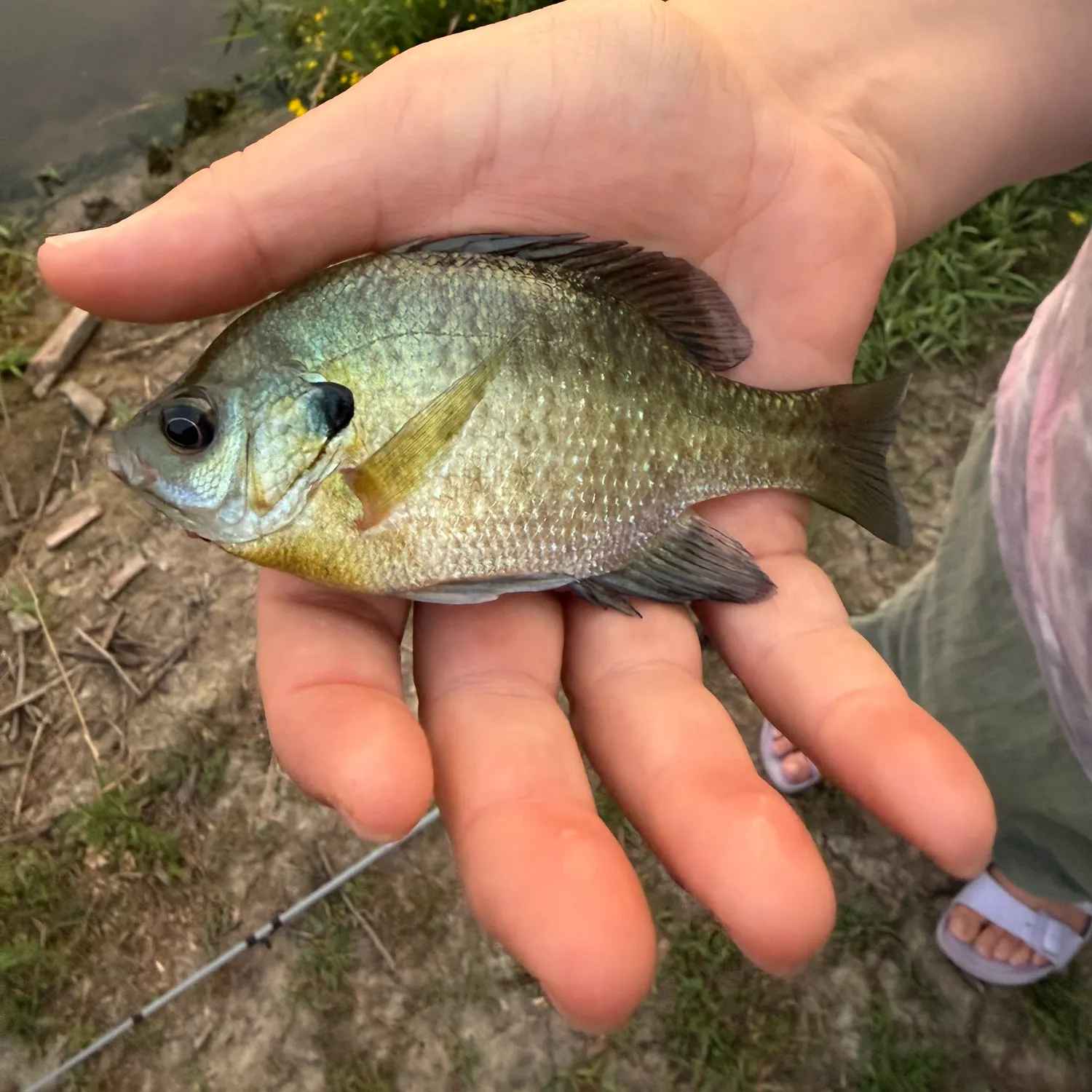Bluegill caught on Fishbrain