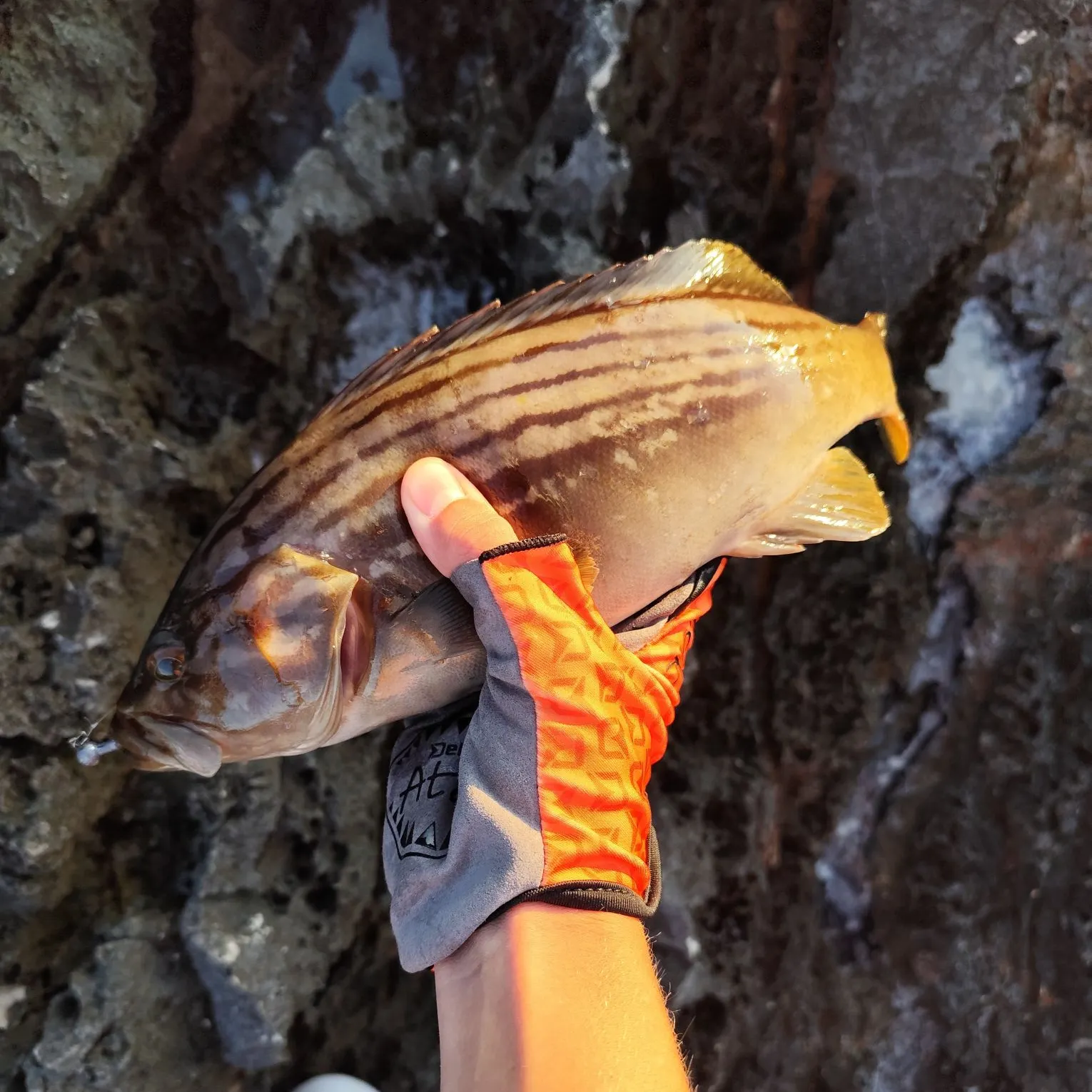 The most recent Goldblotched grouper catches on Fishbrain