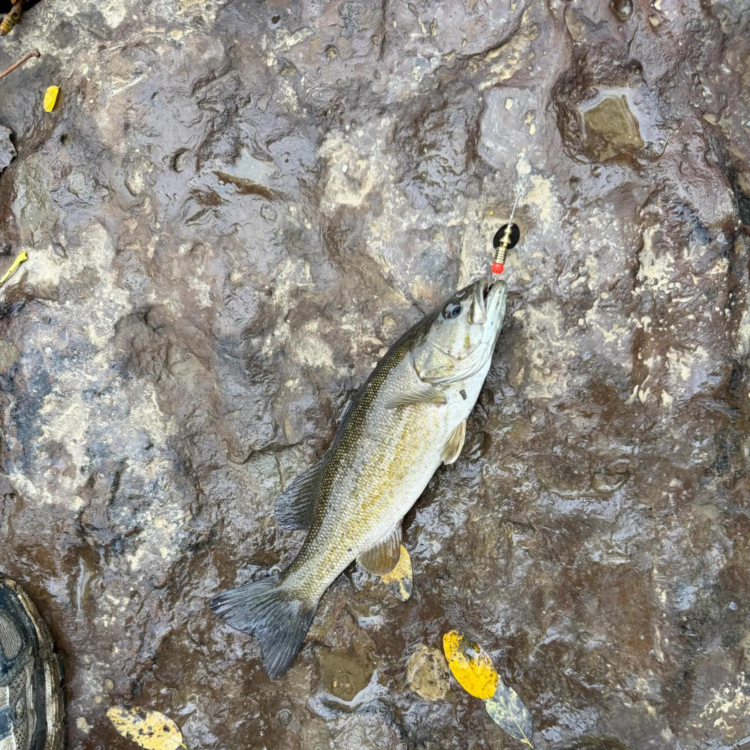 Smallmouth bass caught on Fishbrain