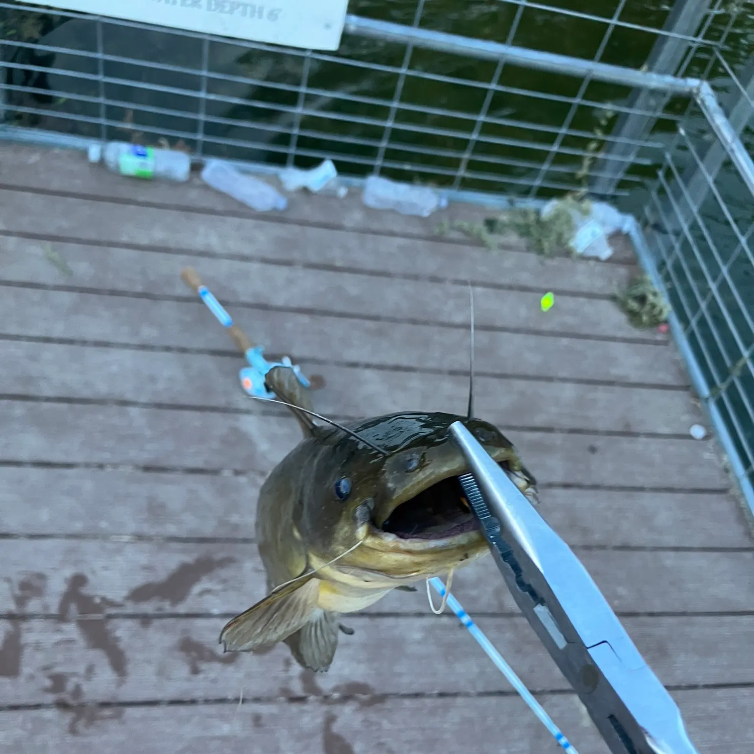 Black bullhead caught on Fishbrain