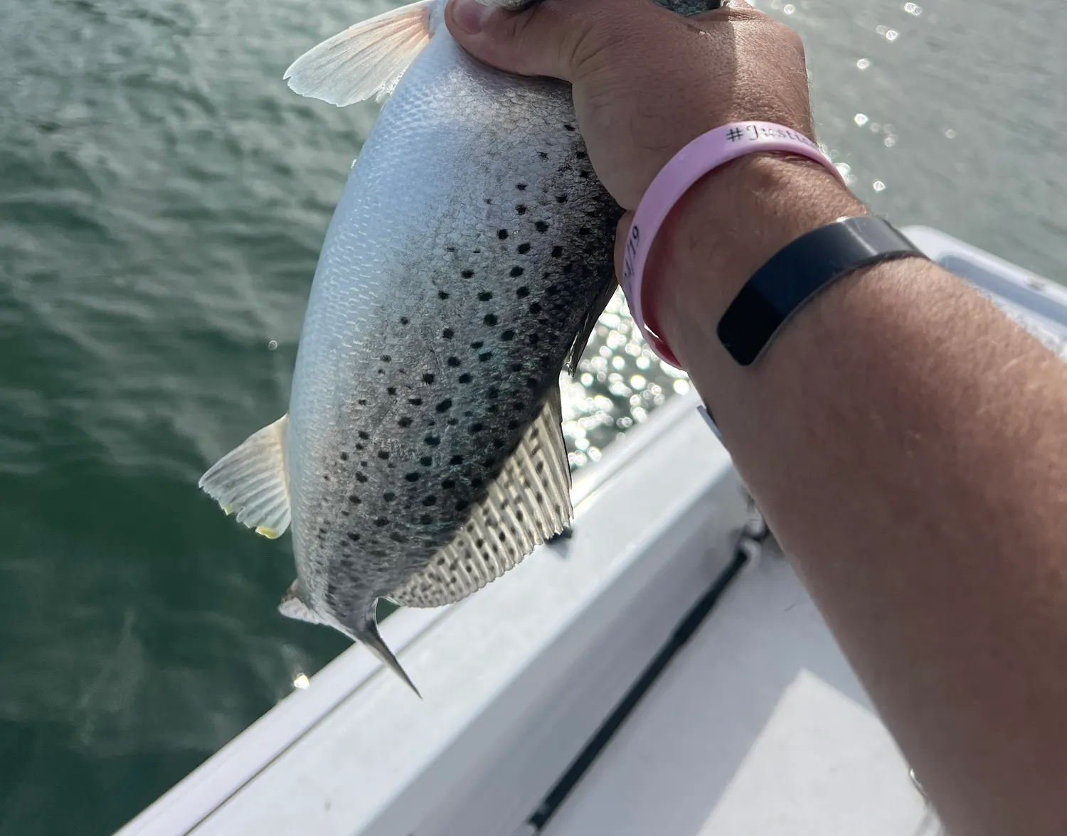 Gray weakfish