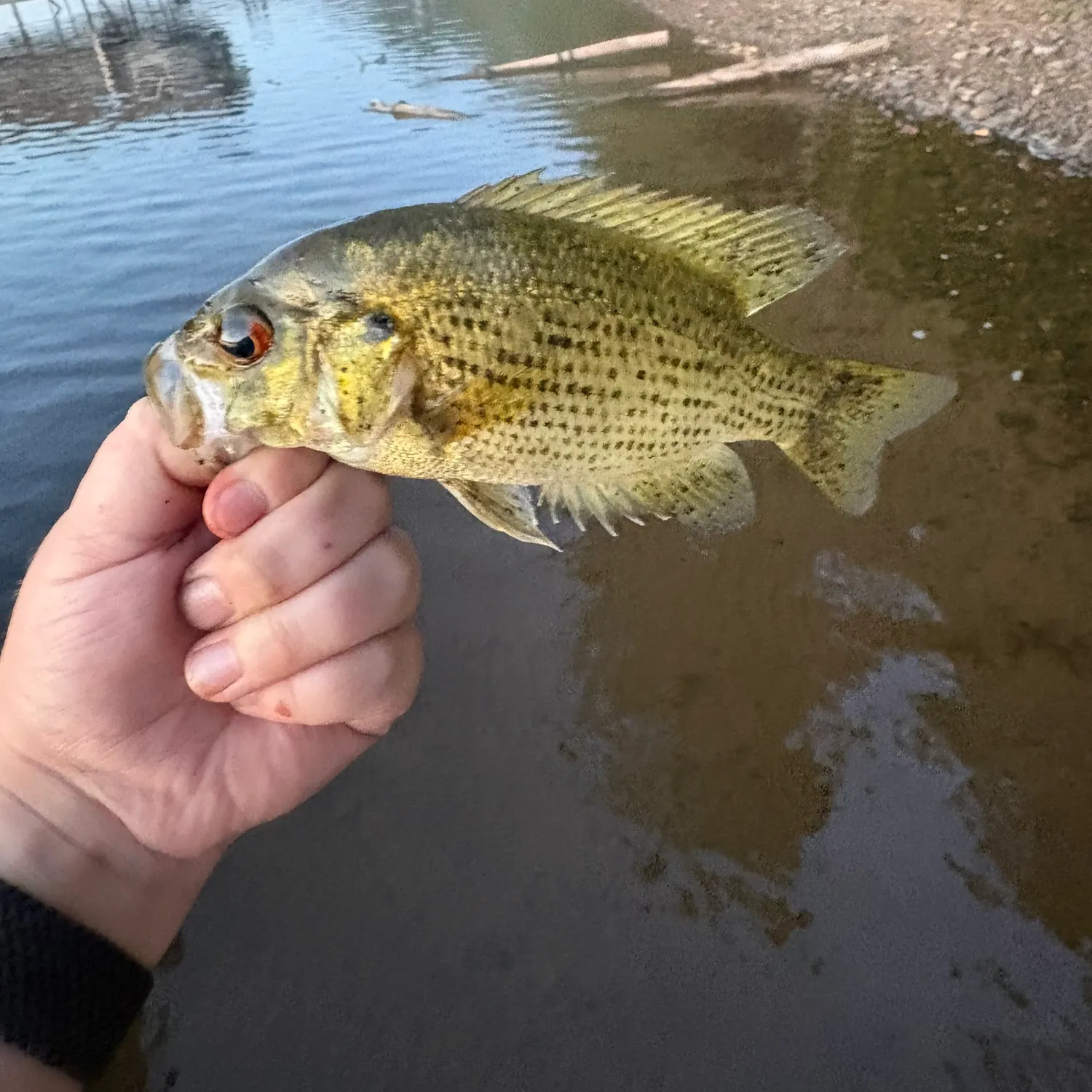 Rock bass caught on Fishbrain