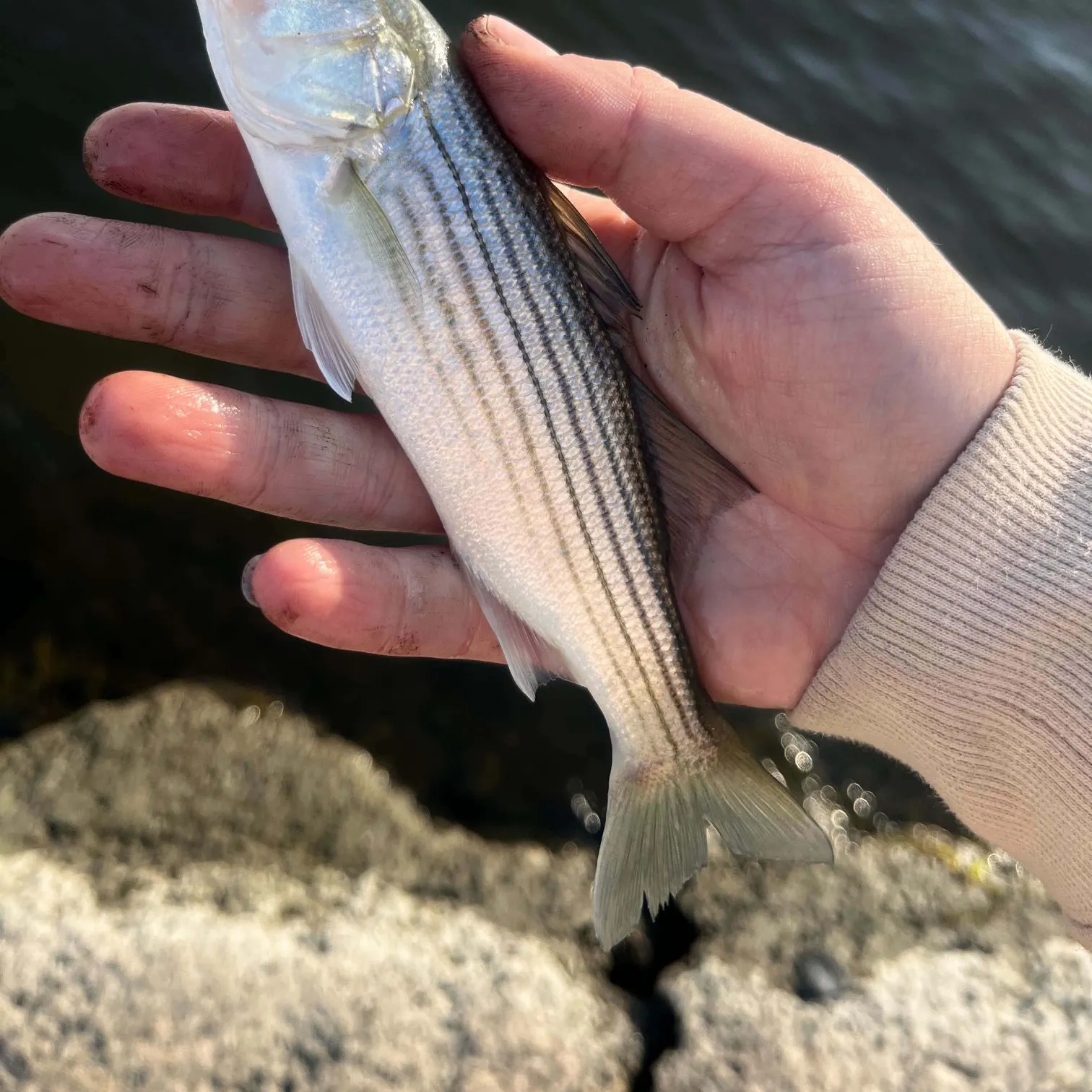 Striped bass caught on Fishbrain