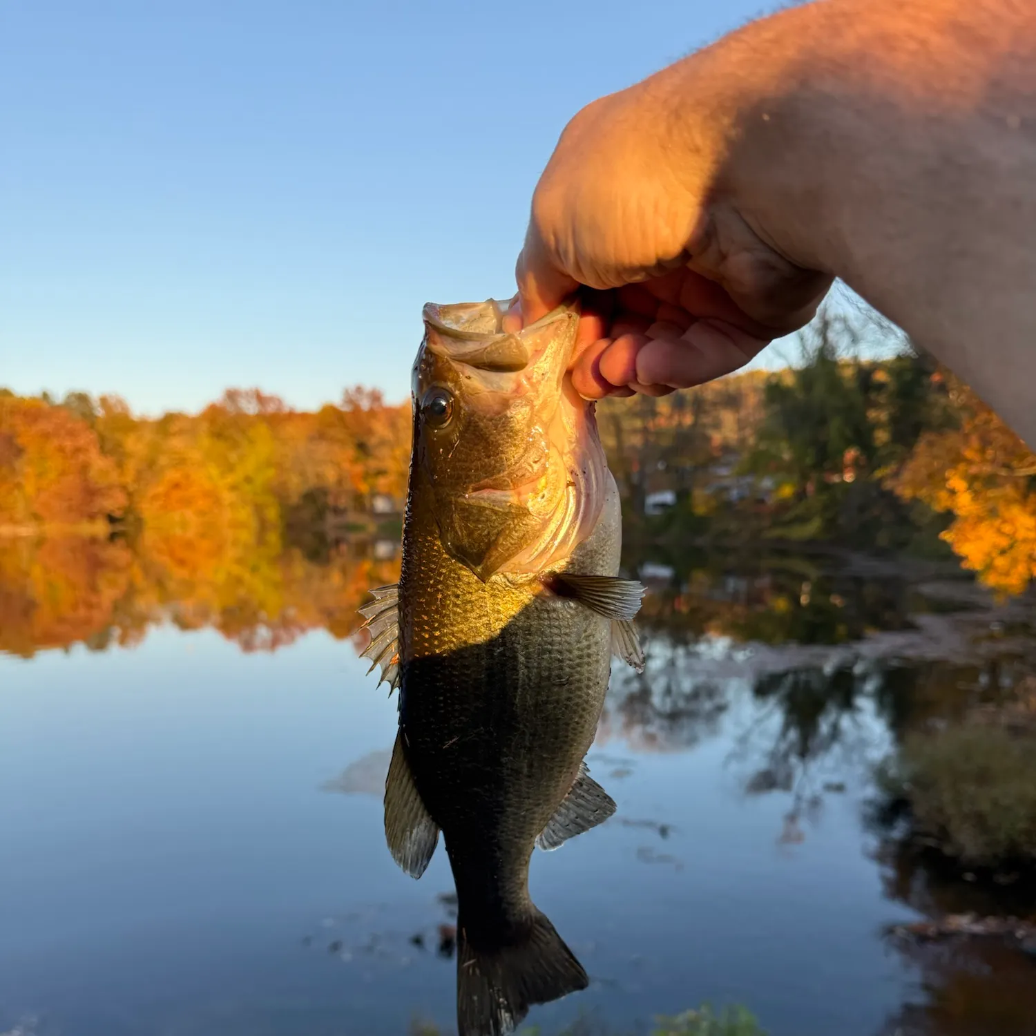 Largemouth bass caught on Fishbrain