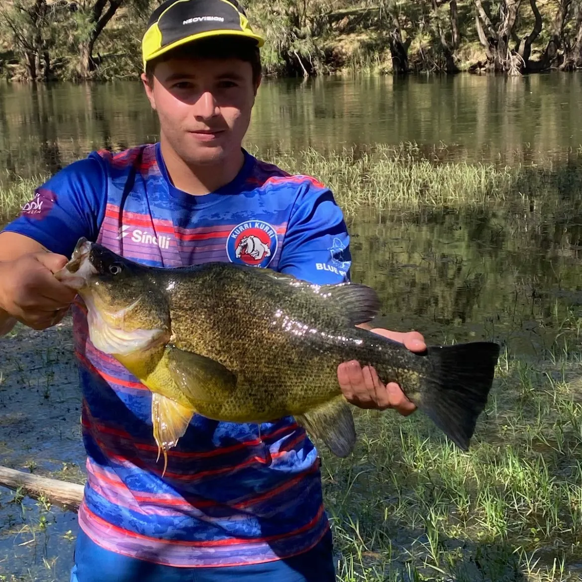 The most recent Golden perch catches on Fishbrain
