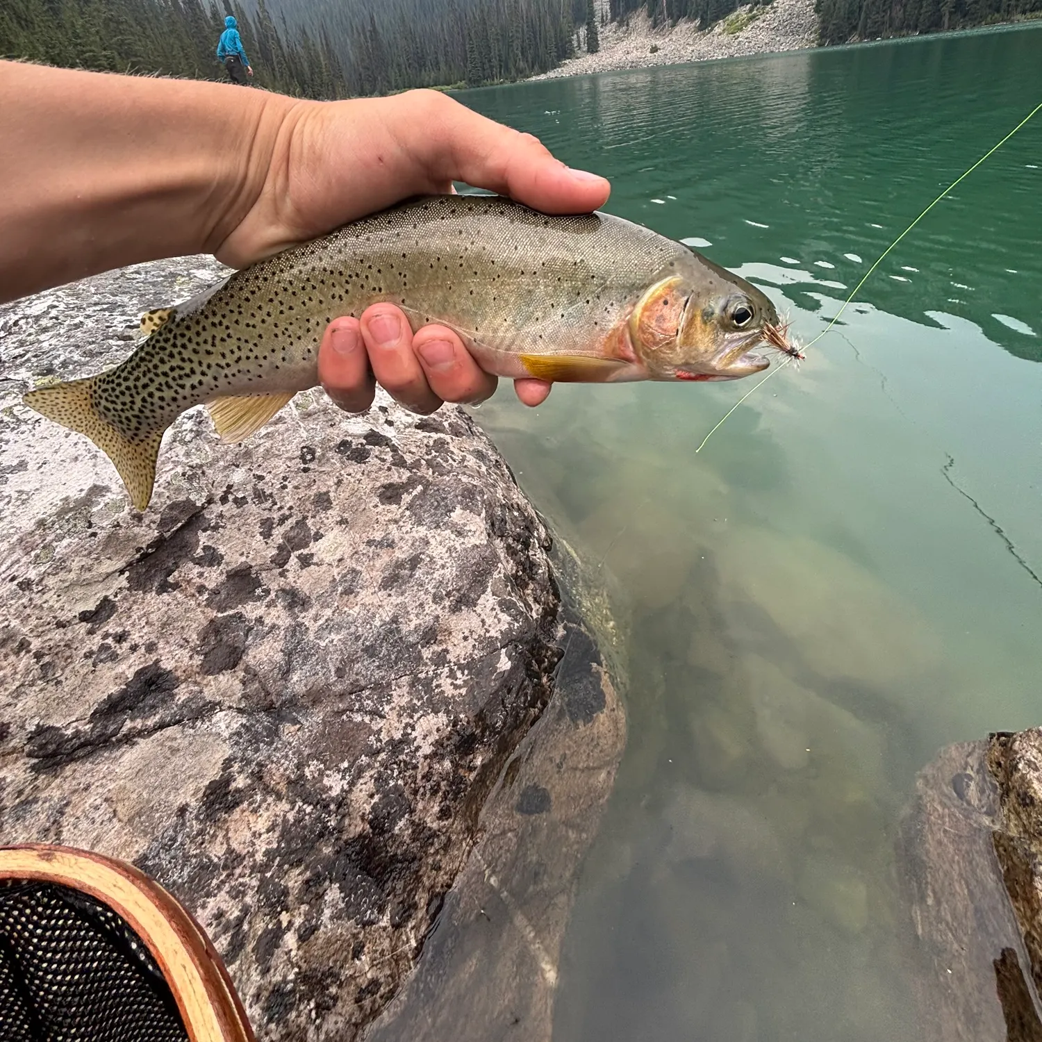 The most recent Westslope cutthroat trout catches on Fishbrain