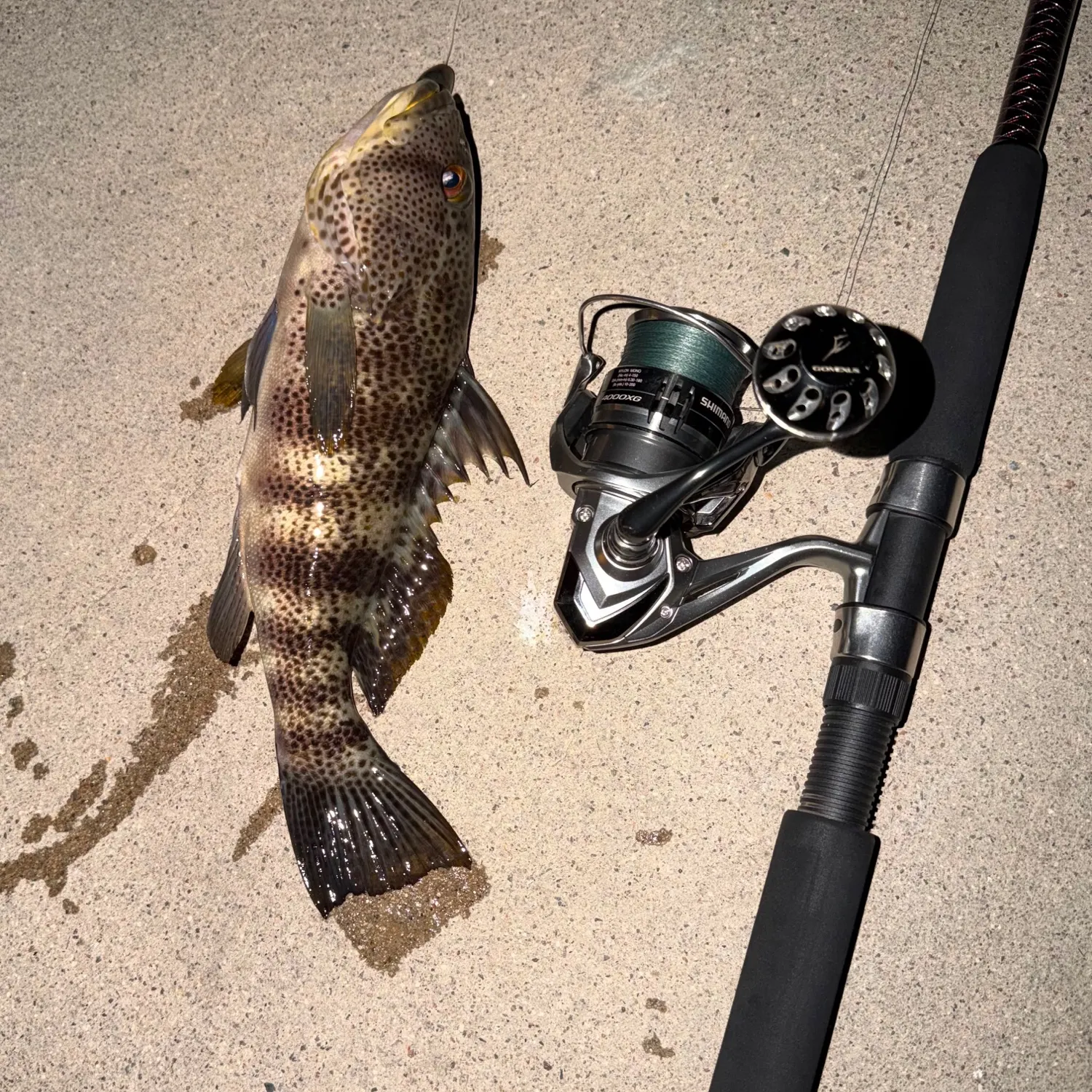 recently logged catches