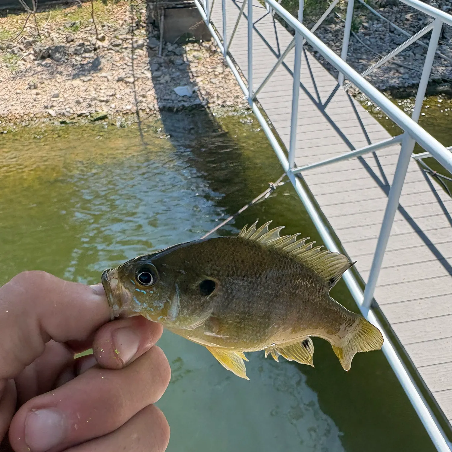 Green sunfish caught on Fishbrain