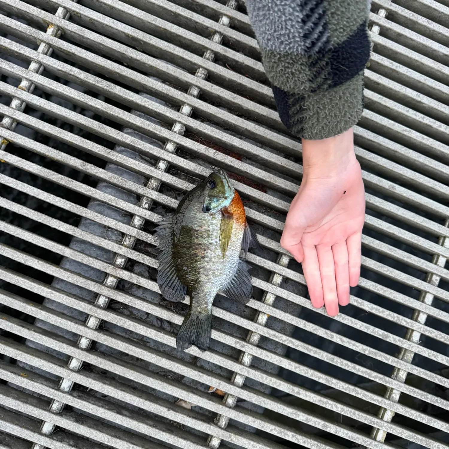 Bluegill caught on Fishbrain