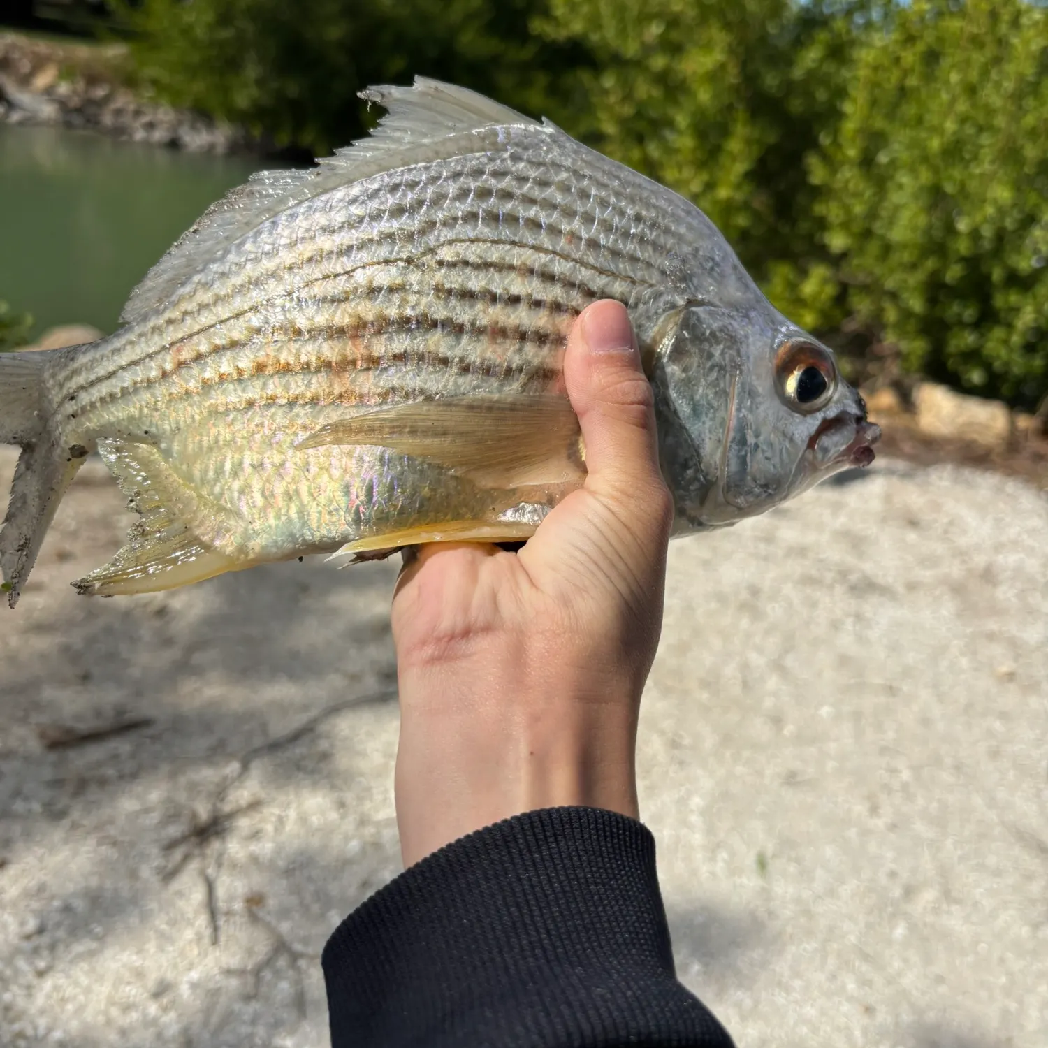 The most recent Striped mojarra catches on Fishbrain