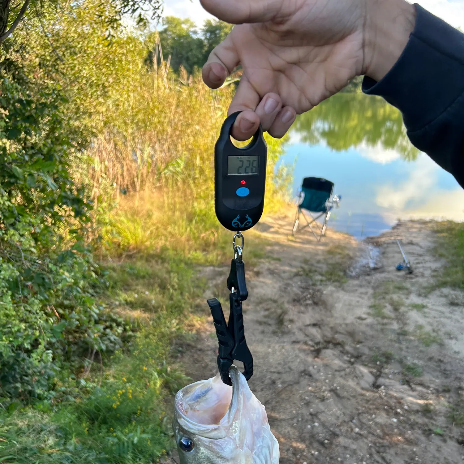 Largemouth bass caught on Fishbrain