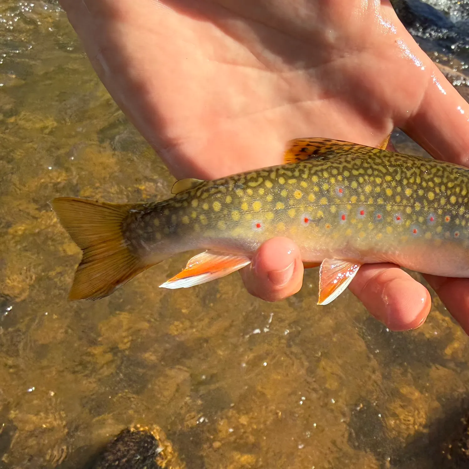 Brook trout caught on Fishbrain