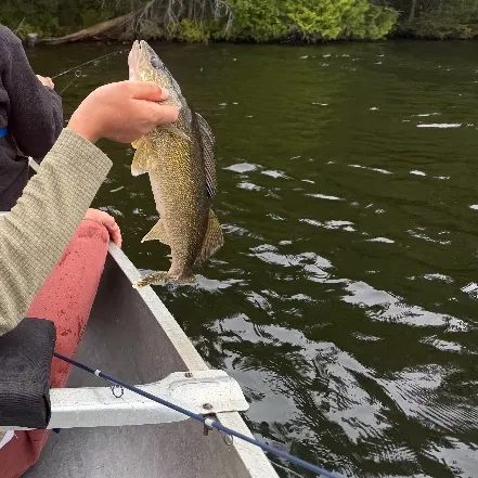 Walleye caught on Fishbrain