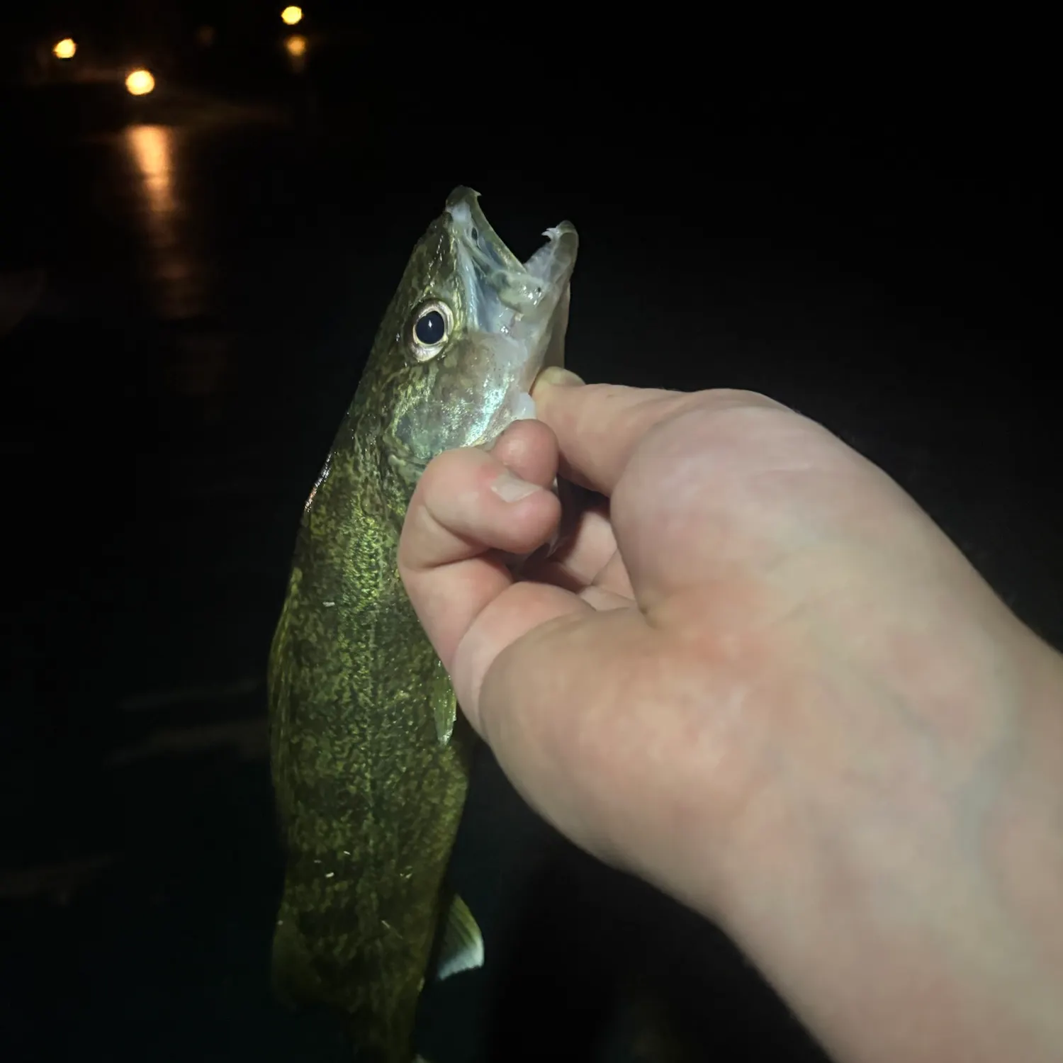 Walleye caught on Fishbrain
