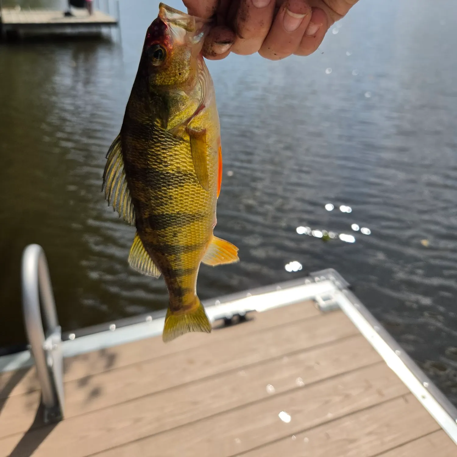 Yellow perch caught on Fishbrain