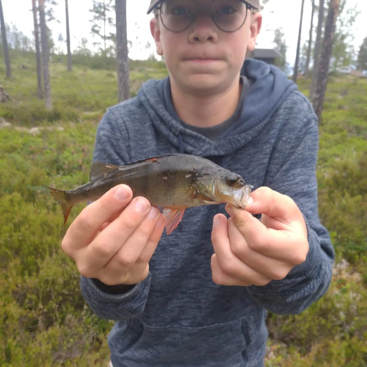 European perch caught on Fishbrain