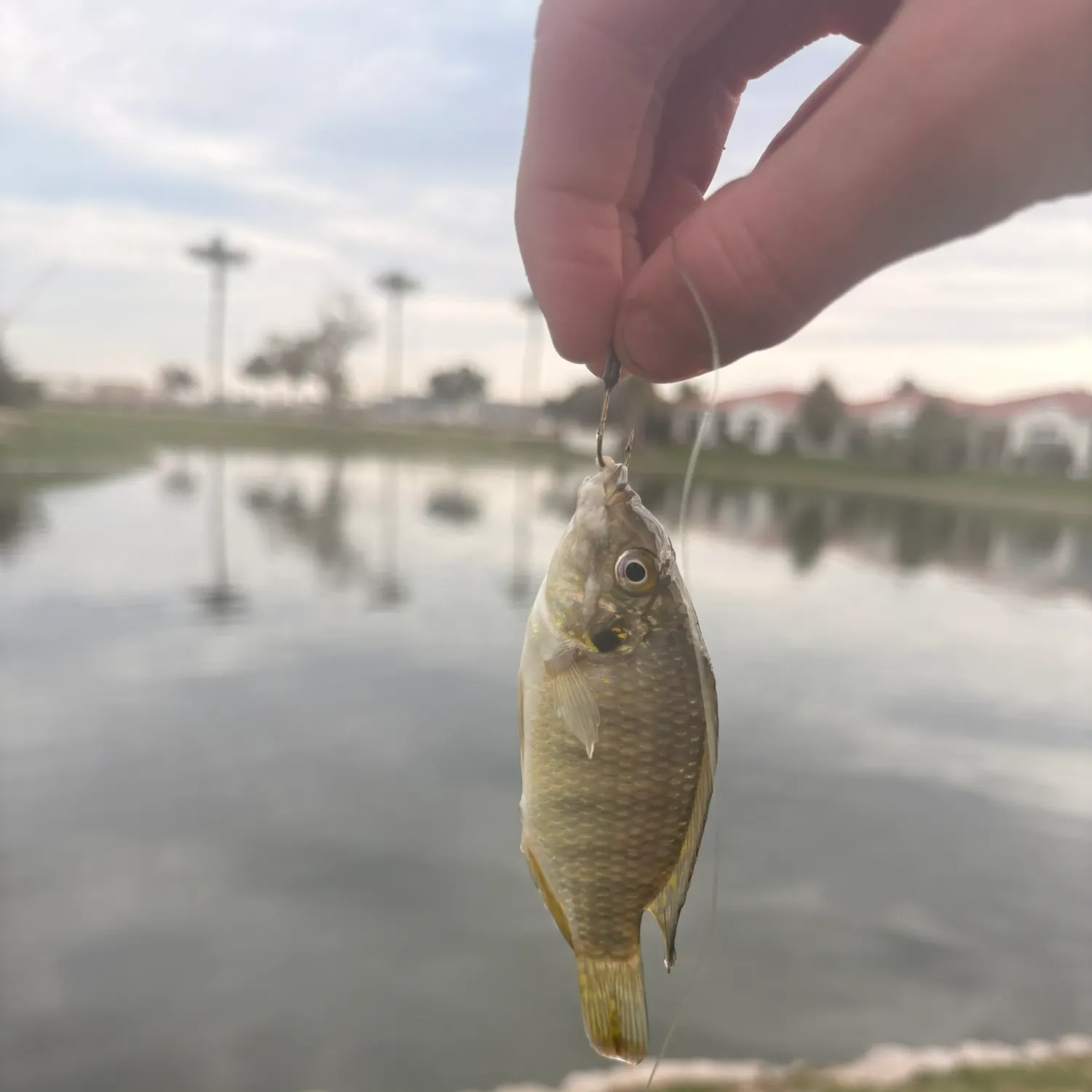 The most recent Redbelly tilapia catches on Fishbrain