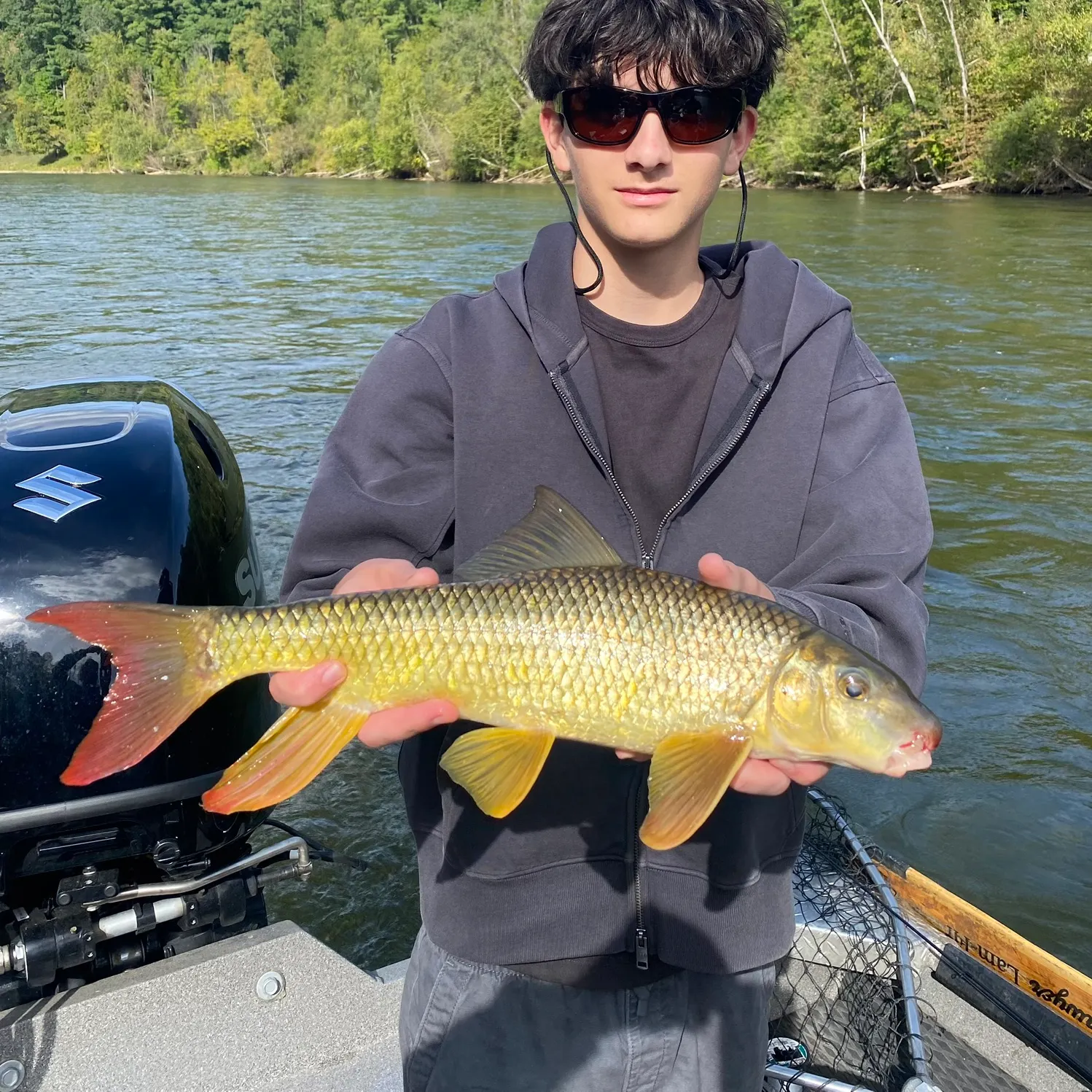 The most recent Shorthead redhorse catches on Fishbrain