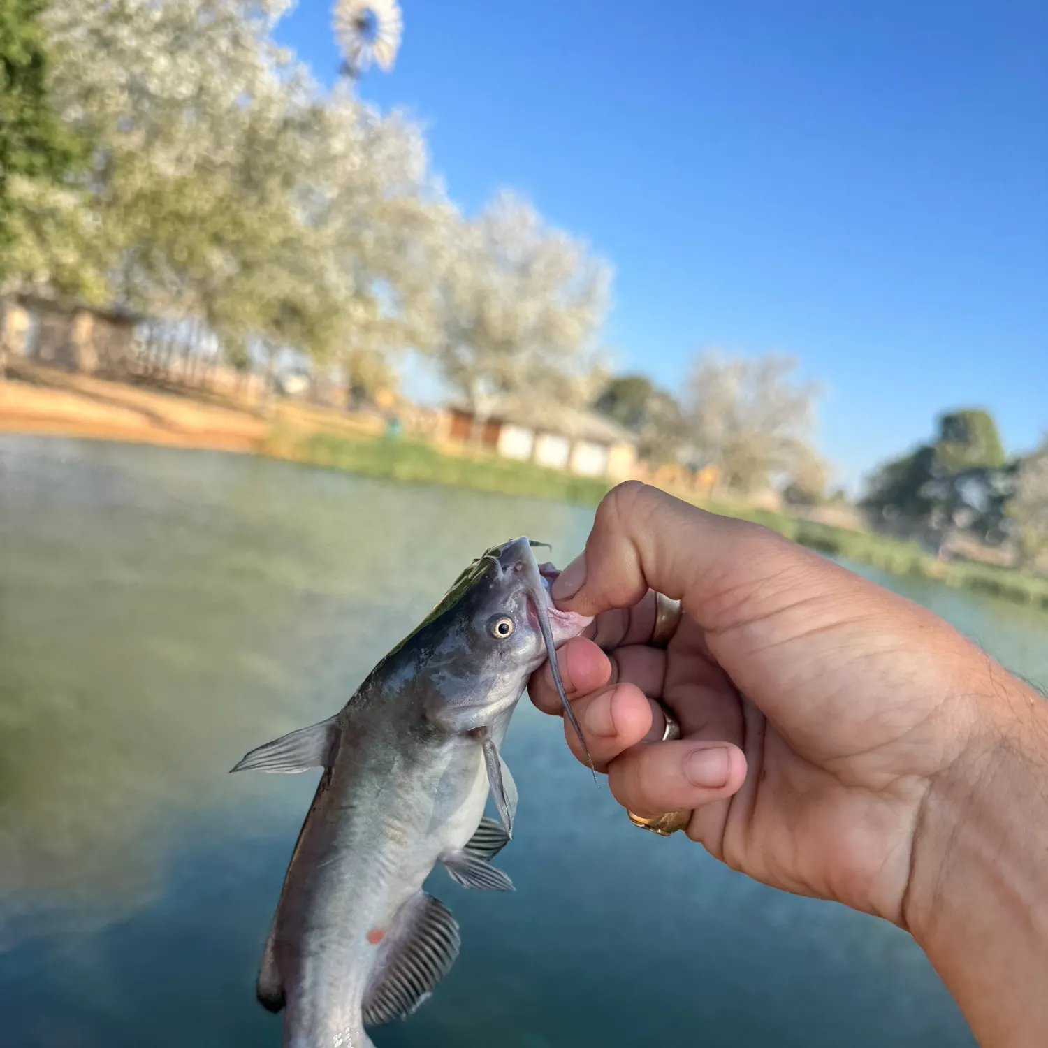 Black bullhead caught on Fishbrain