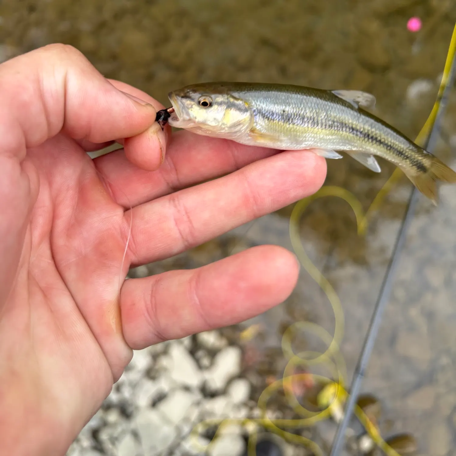 Creek chub caught on Fishbrain