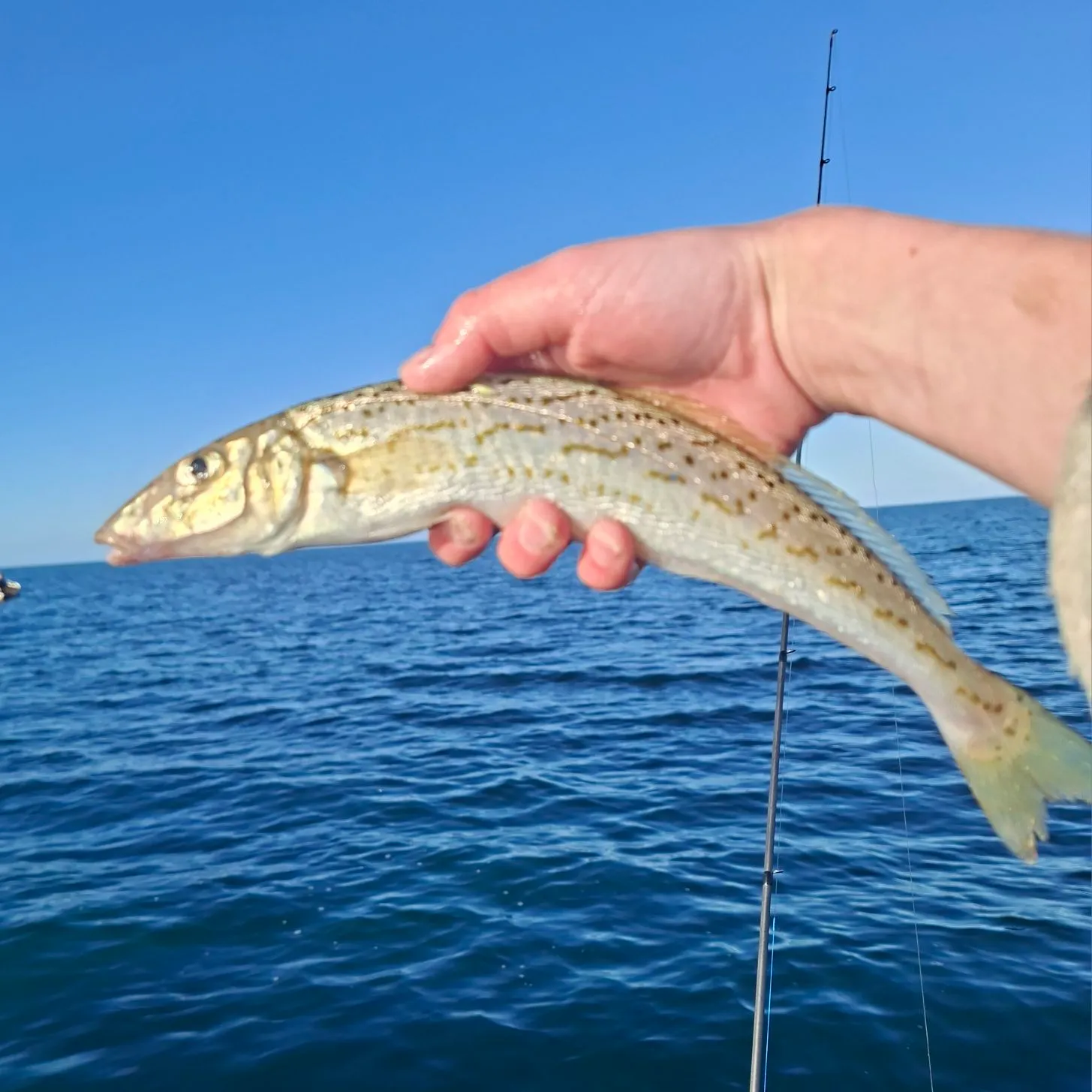 The most recent King George whiting catches on Fishbrain