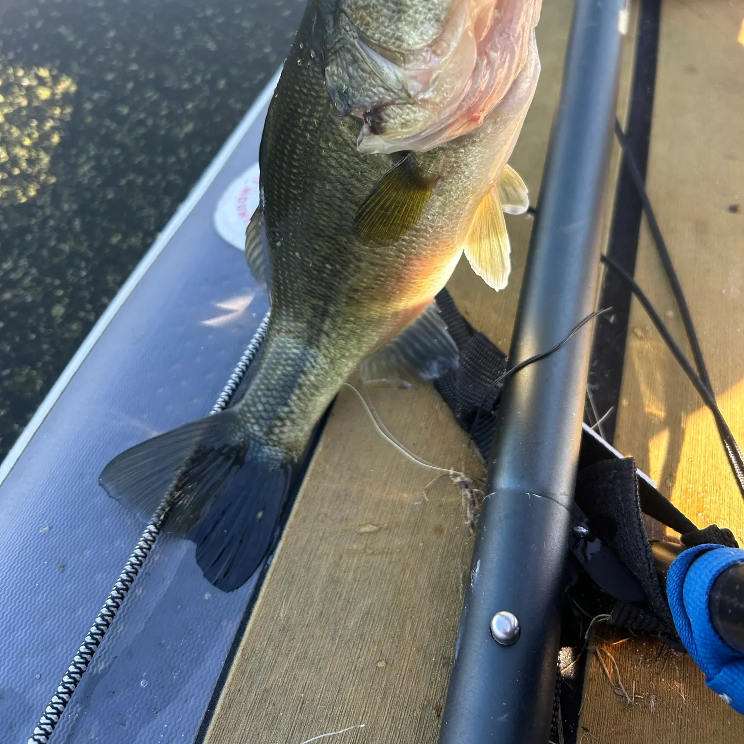 Largemouth bass caught on Fishbrain
