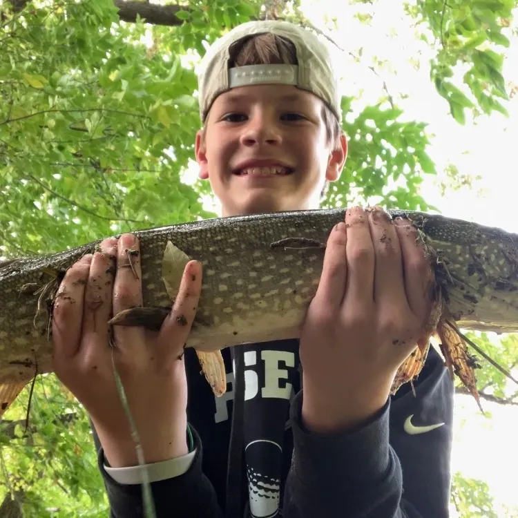 Northern pike caught on Fishbrain
