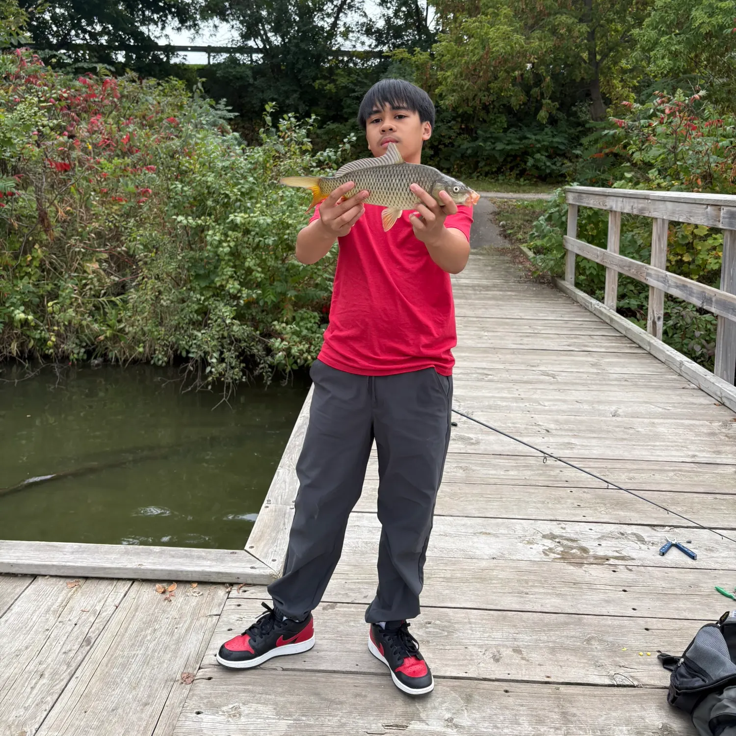 Common carp caught on Fishbrain