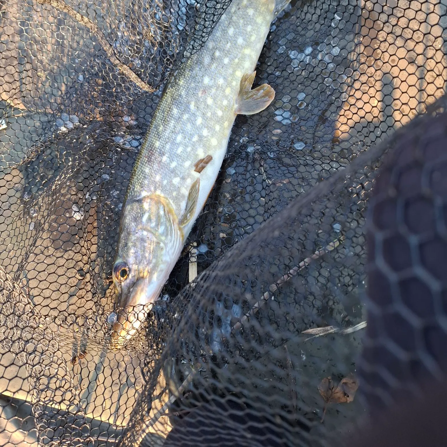 The most recent Northern pike catches on Fishbrain