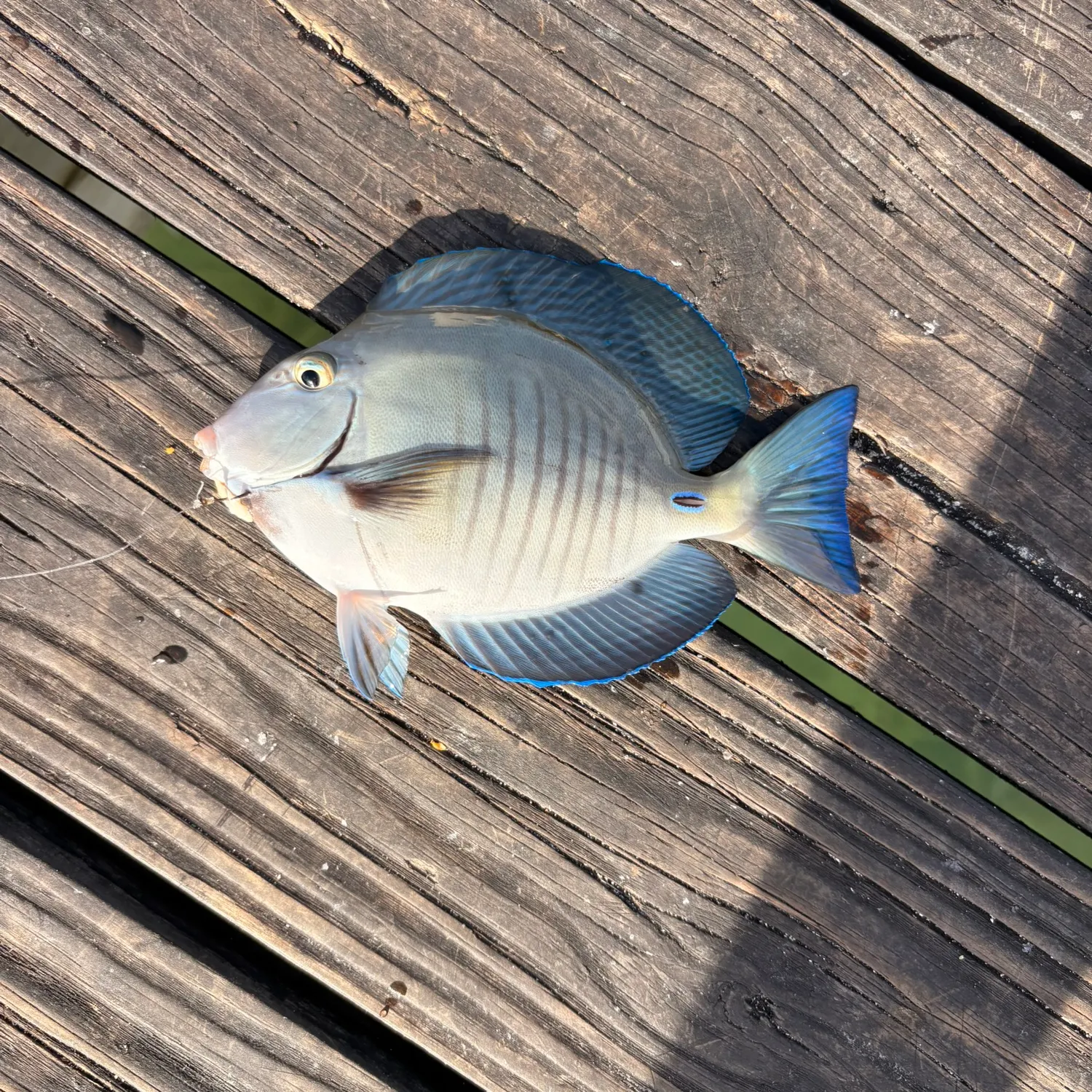 The most recent Doctorfish catches on Fishbrain