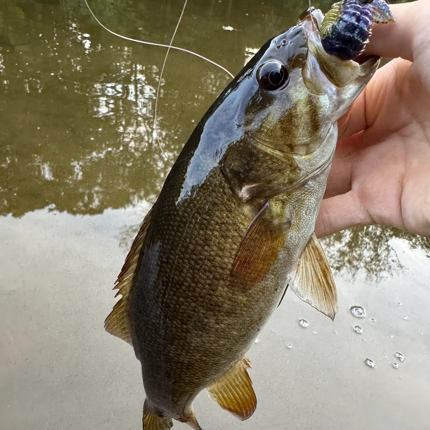 Smallmouth bass caught on Fishbrain