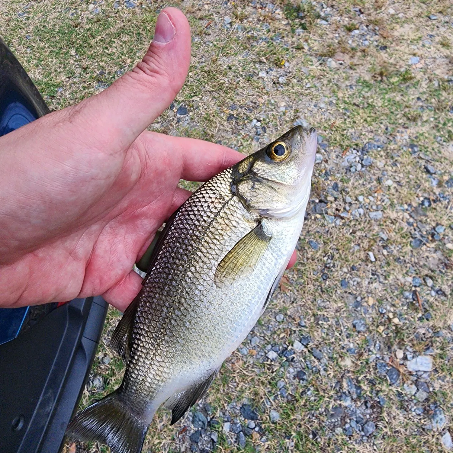 White perch caught on Fishbrain