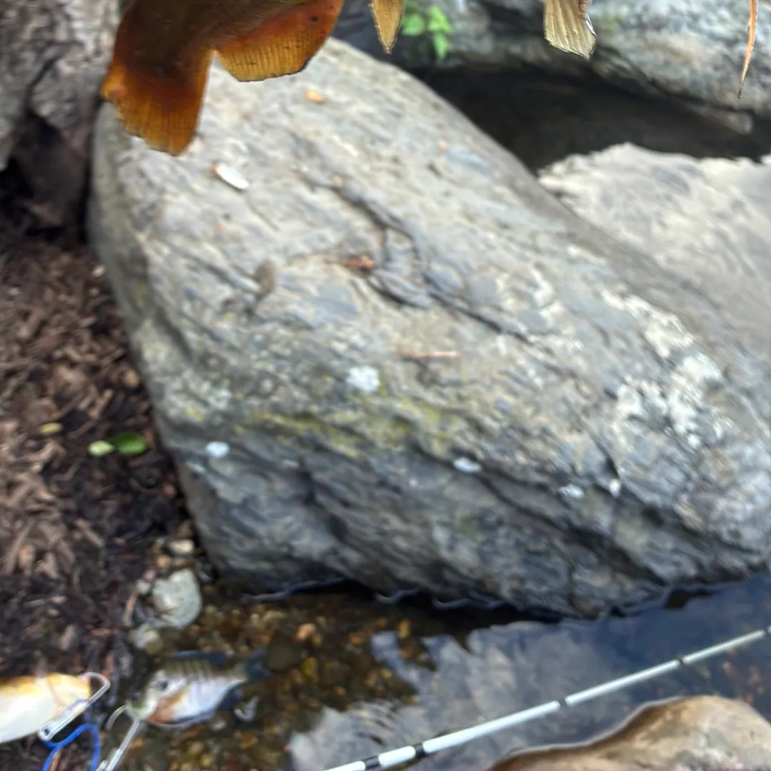 Yellow bullhead caught on Fishbrain