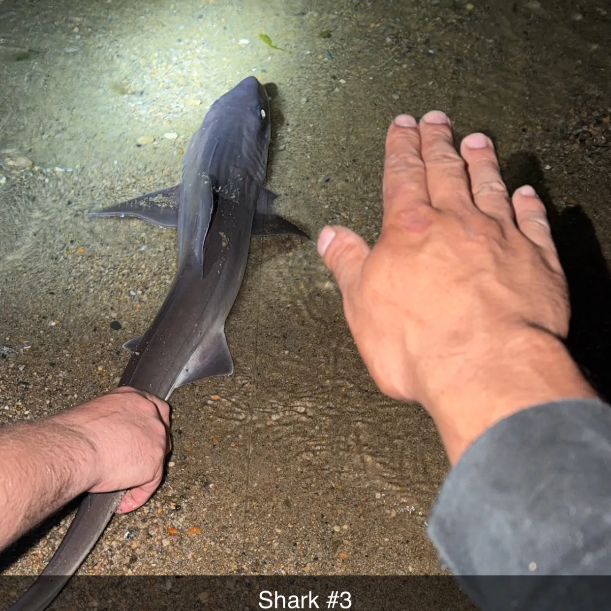 The most recent Blue shark catches on Fishbrain