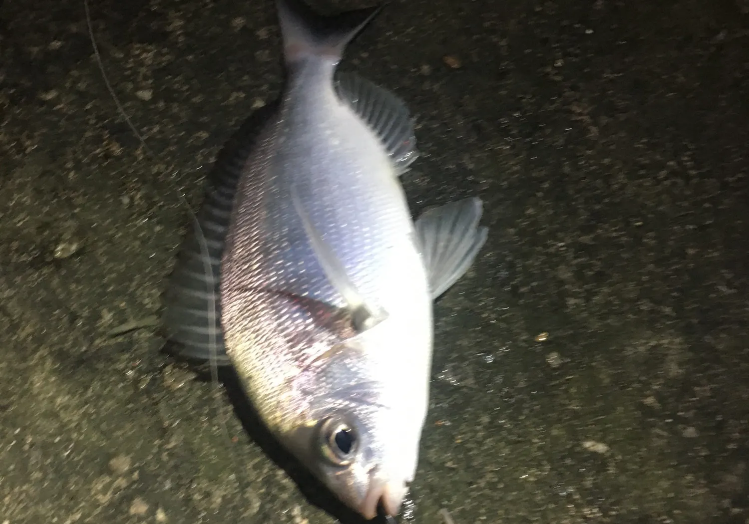 Black seabream