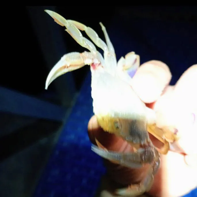 The most recent Blue land crab catches on Fishbrain