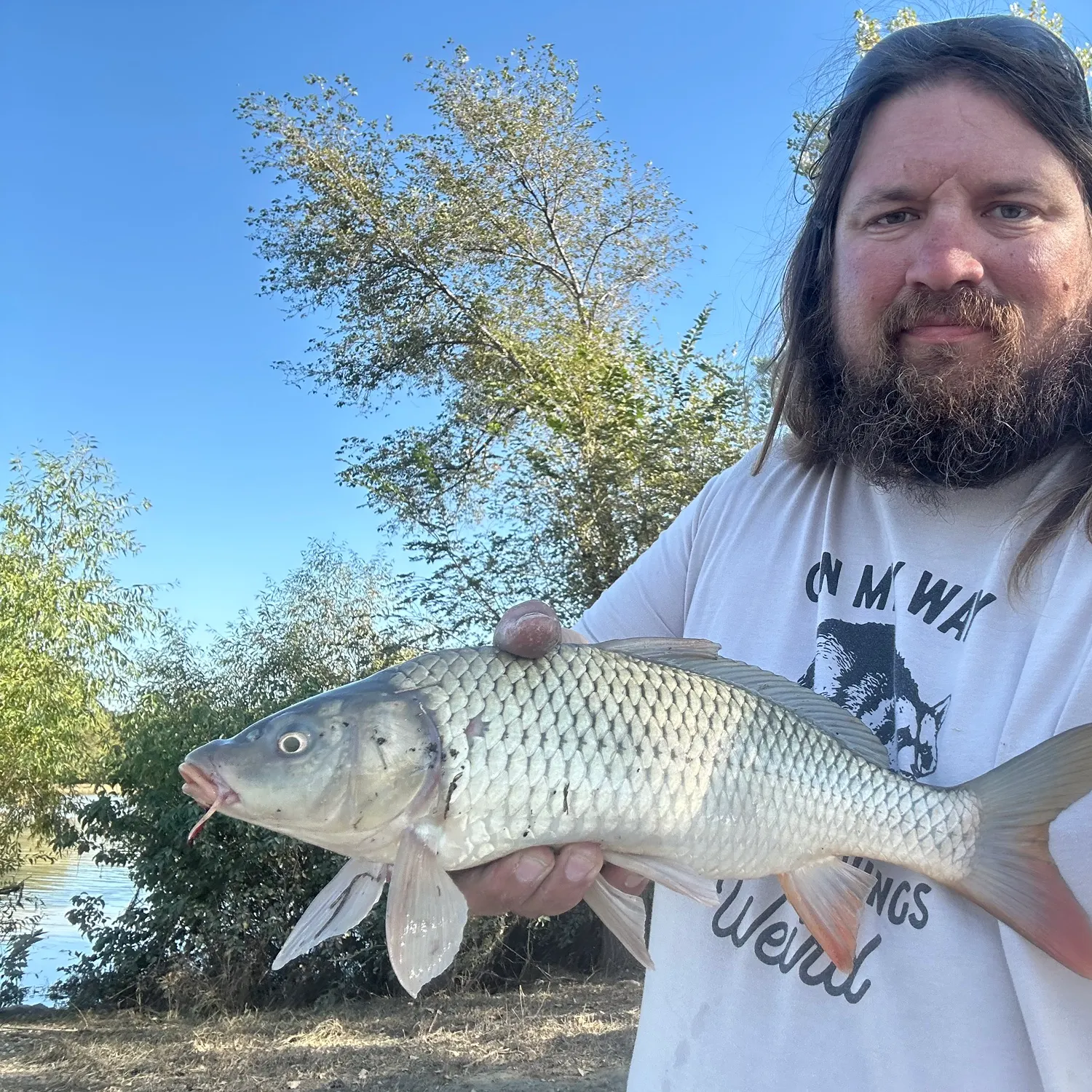 Common carp caught on Fishbrain