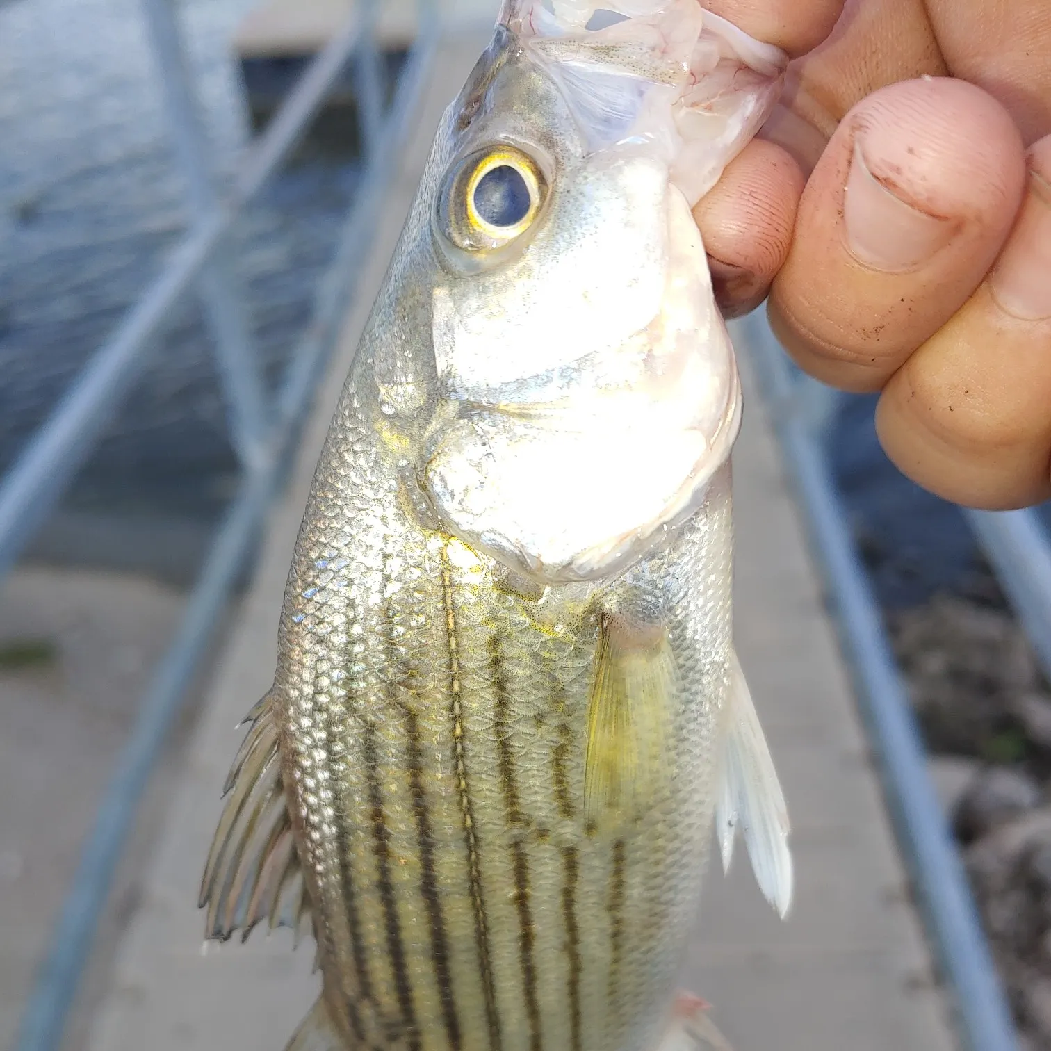 angler catch
