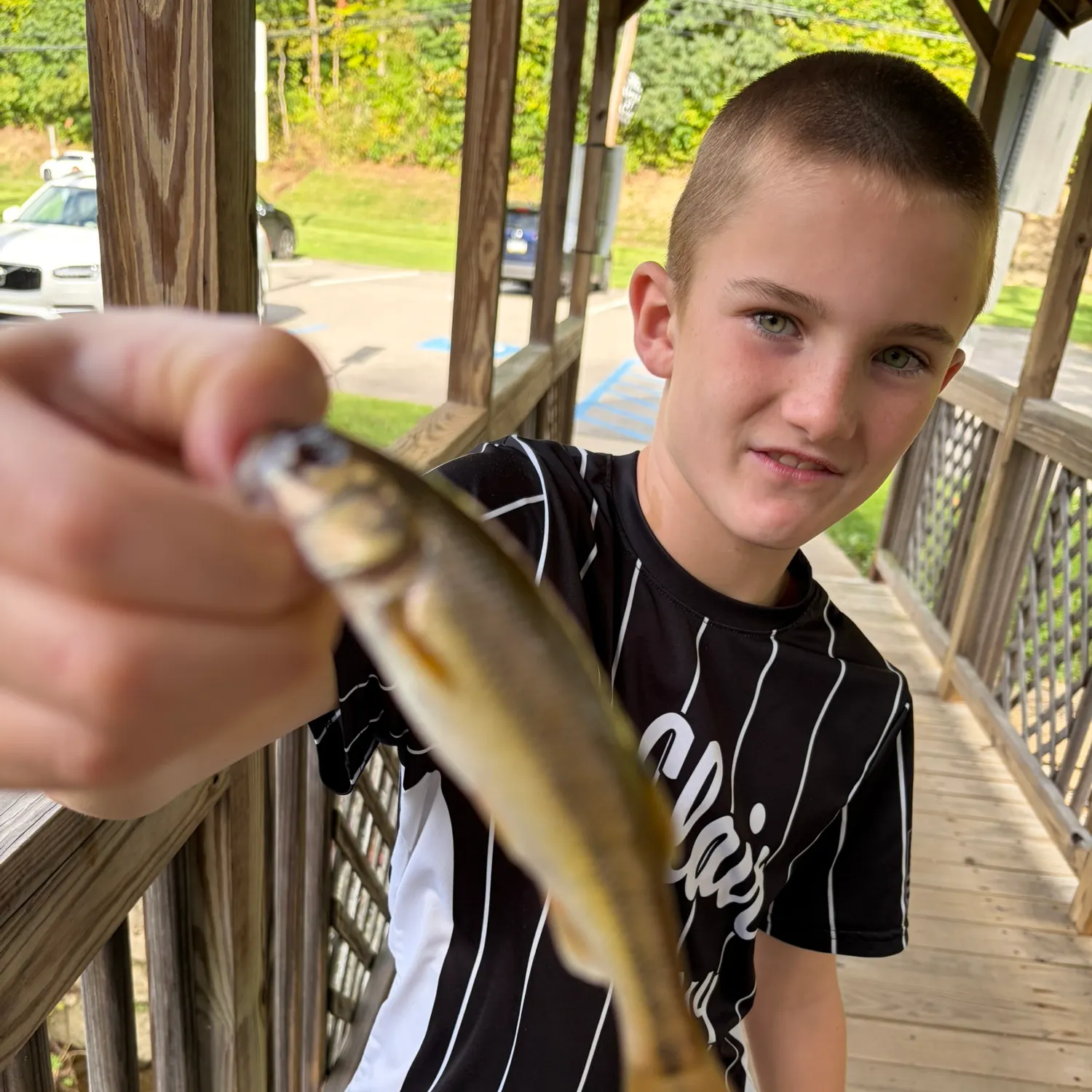 Creek chub caught on Fishbrain