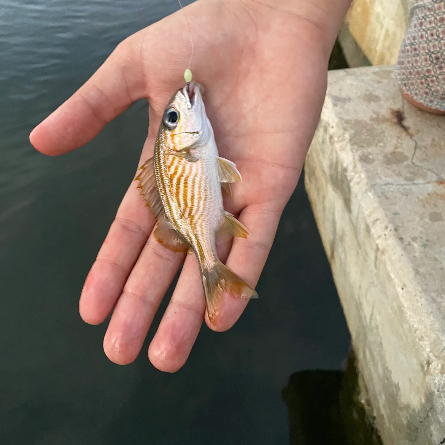 The most recent French grunt catches on Fishbrain