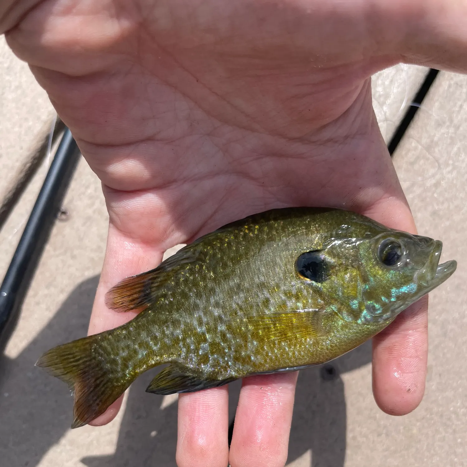 Greengill hybrid caught on Fishbrain