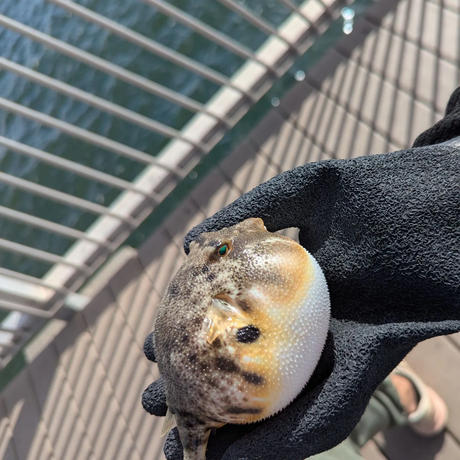 The most recent Milkspotted puffer catches on Fishbrain