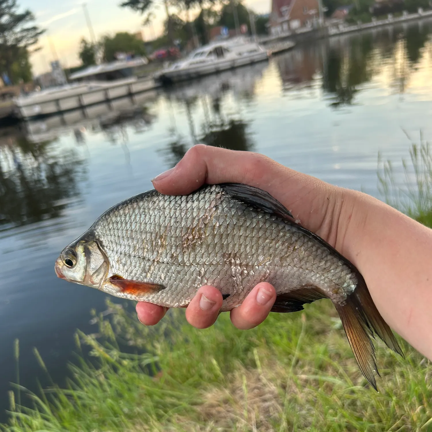 The most recent White bream catches on Fishbrain