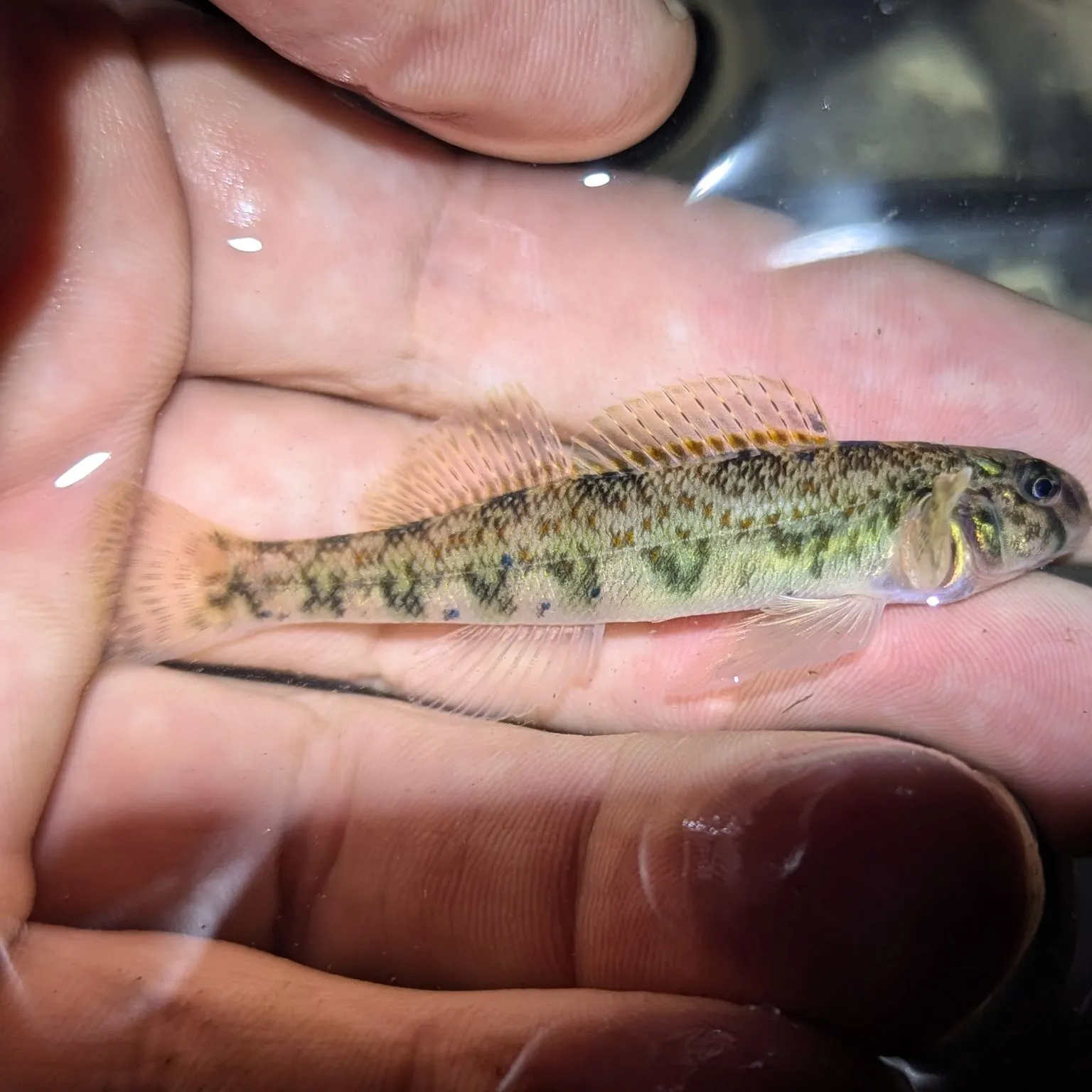 The most recent Greenside darter catches on Fishbrain