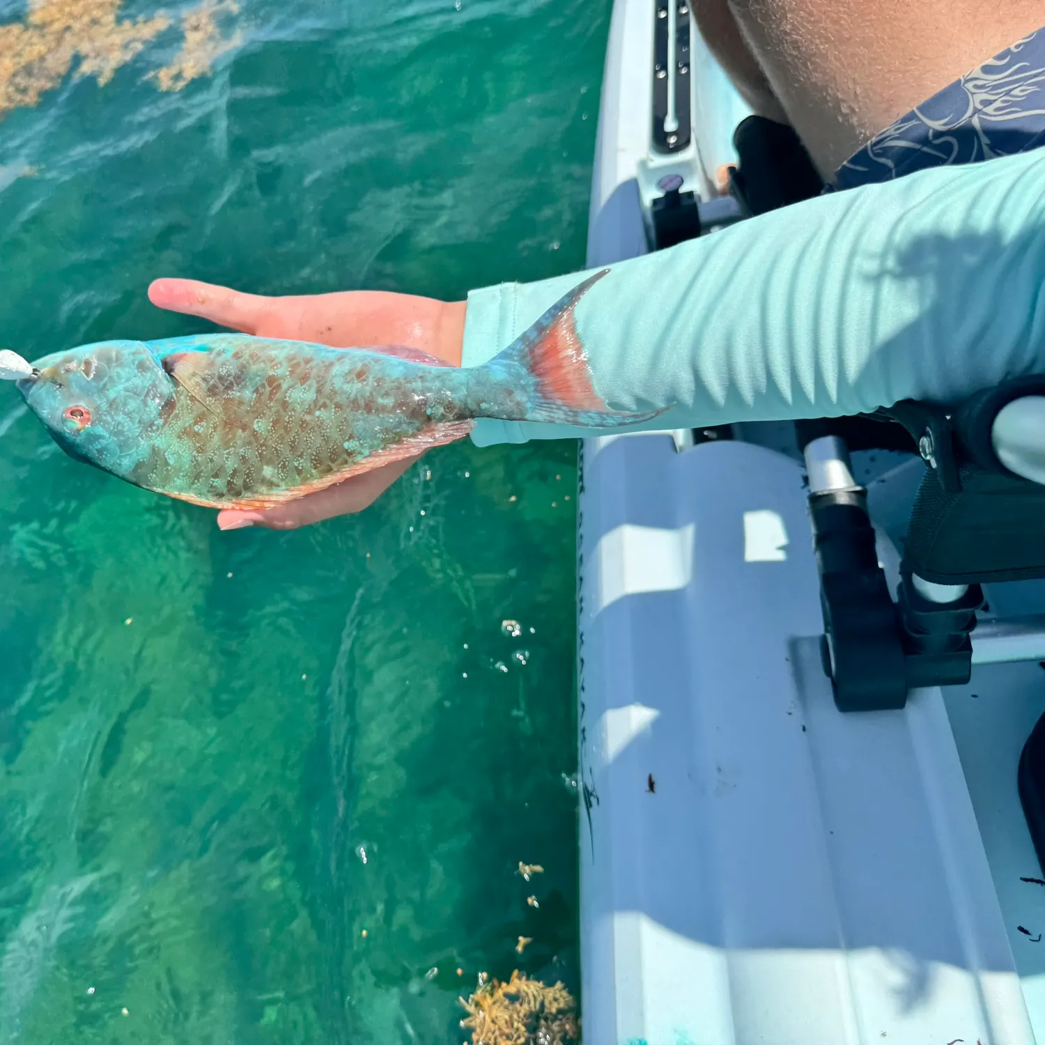 The most recent Common parrotfish catches on Fishbrain